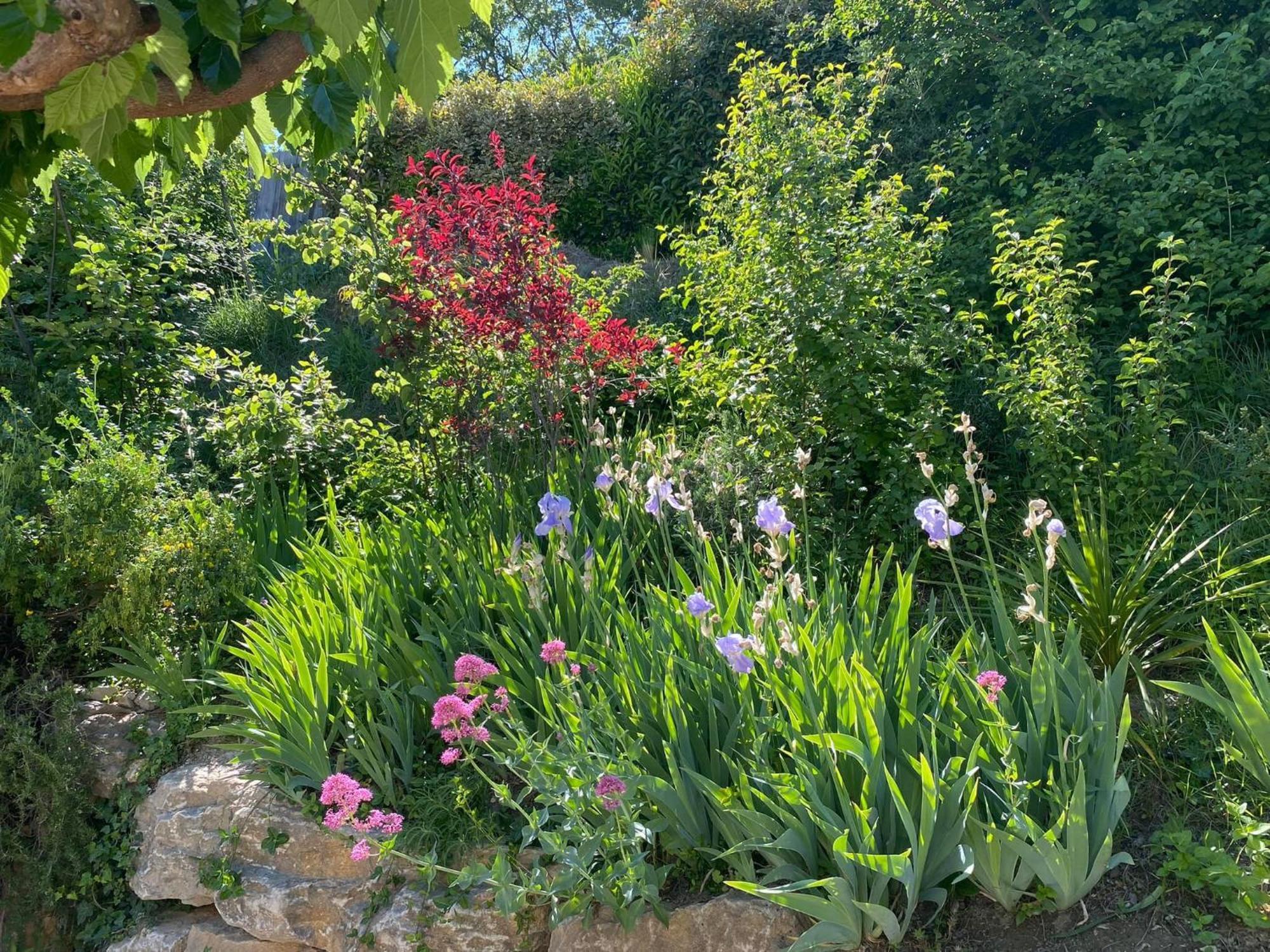Le Jardin De Lau Vila Aubignan Exterior foto